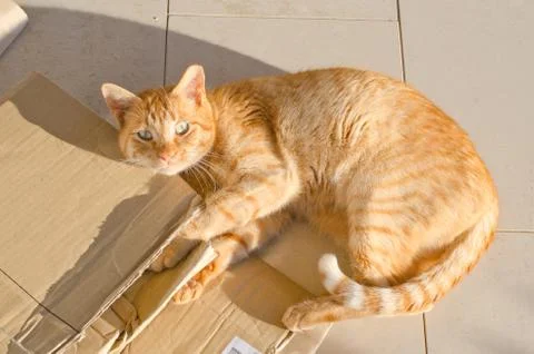 Furry ginger cat lying in the sun and playing with cardboard Stock Photos
