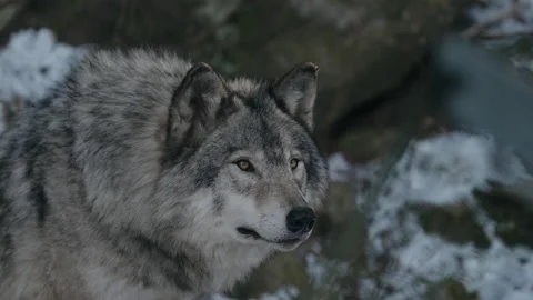Furry Gray Wolf At The Omega Park Wildlife In Montebello, Quebec, Canada. Vídeo Stock 166445299