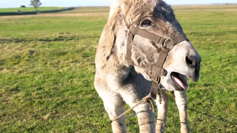 Furry grey donkey with a bridle standing in a sunny green field sticking out its Stock Footage 337887285