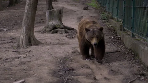 A furry grizzly bear walks bored by the electrified fence at the zoo Vídeo Stock 265672127