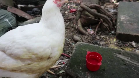 Furry Hen White Feather Broiler Pecking Drink Water Walk Stock Footage 242121716