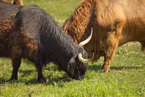 Furry highland cows. Stock Photos