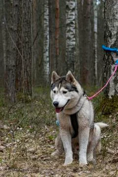 Furry husky dog on a walk Stock Photos