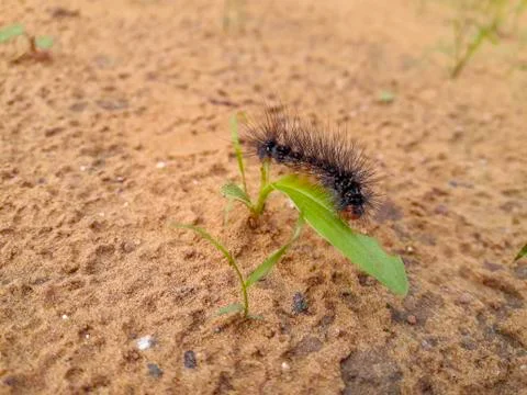 Furry Insect Foto stock