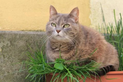 The furry Italian cat,Lying down on a grass pot. Stock Photos