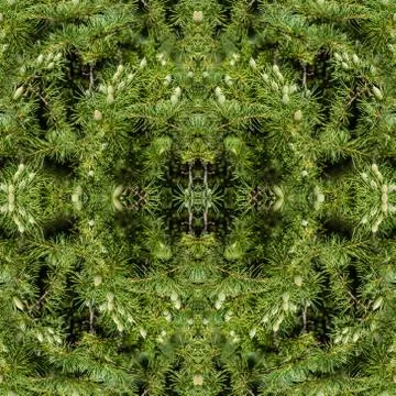 Furry juniper tree brunches background. Close - up of branches with fruits Stock Illustration