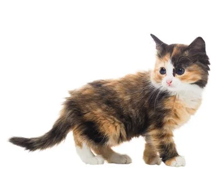 Furry kitten on white background isolate Stock Photos