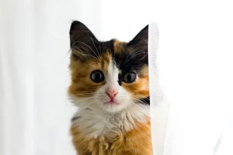 Furry kitten on white background isolated Stock Photos