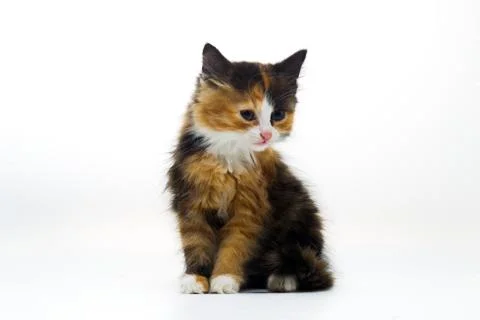 Furry kitten on white background isolated Stock Photos