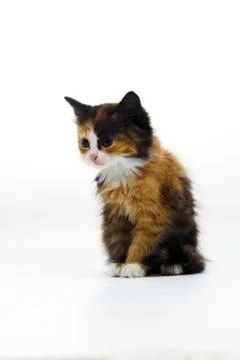 Furry kitten on white background isolated Stock Photos