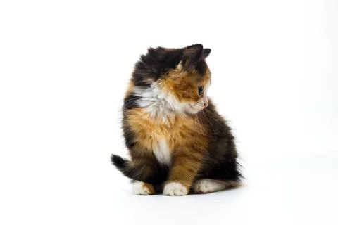 Furry kitten on white background isolated Stock Photos