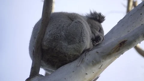 Furry Koala bear sleeping high in the branches Stock Footage 83867862