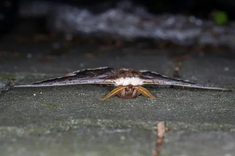 A furry moth with wings spread. Фото
