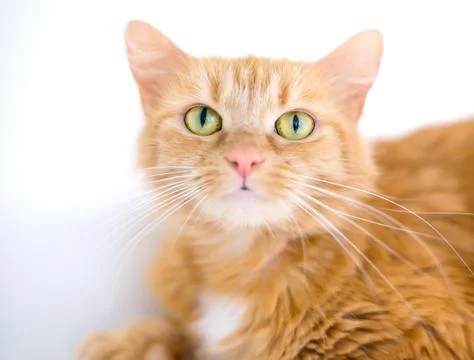A furry orange tabby cat with long whiskers Stock Photos