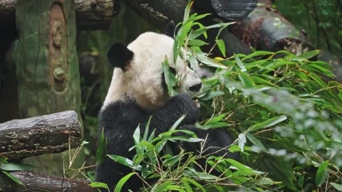 Furry Panda Chews Bamboo Among Leaves, Content Panda Enjoys Bamboo Near Fallen Stock Footage 323583162