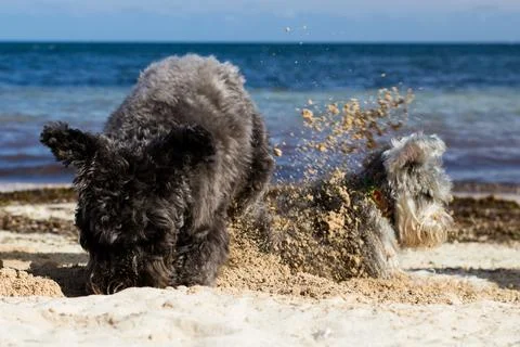 Furry pets Stock Photos