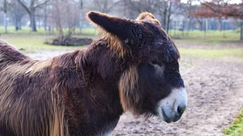 A furry Poitou donkey Stock Footage 234168010