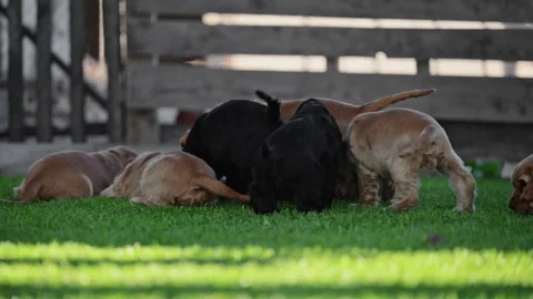 Furry puppies running on grass with authentic emotions. Stock Footage 316233006
