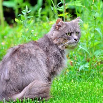 A furry, shaggy cat with serious look and big green eyes is sitting in glade. Stock Photos