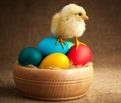 Furry small chick with easter eggs. isolated Stock Photos