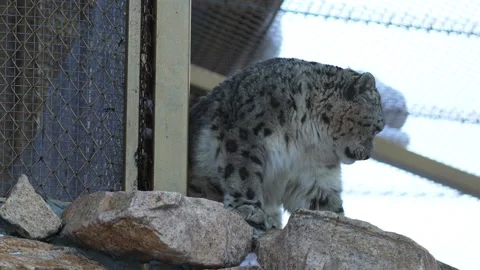 Furry snow leopard with stain pattern on fur sits on rocks Stock-Footage 319996097