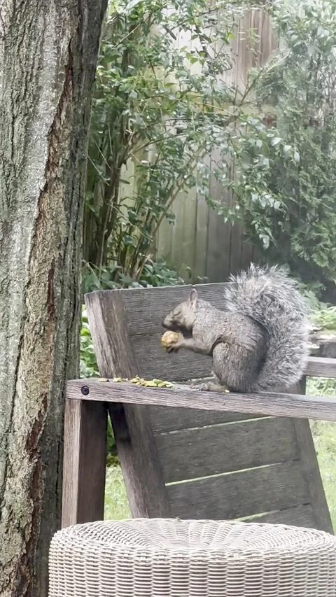 Furry squirrel looking for and eating nuts Stock Footage 265614508