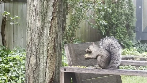 Furry squirrel looking for and eating nuts Stock Footage 277607874
