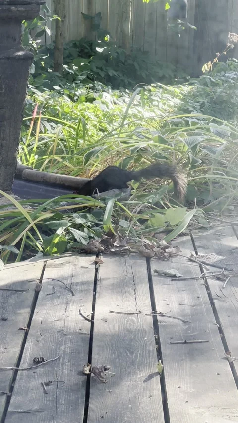 Furry squirrel looking for nuts Stock Footage 265017687