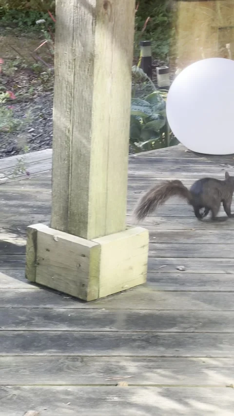 Furry squirrel looking for nuts Stock Footage 287847573