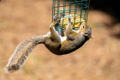 Furry Squirrel in Spring Foto stock