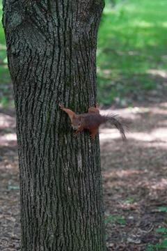 A furry squirrel on a tree trunk in a city park looks straight into the camera. Stock Photos