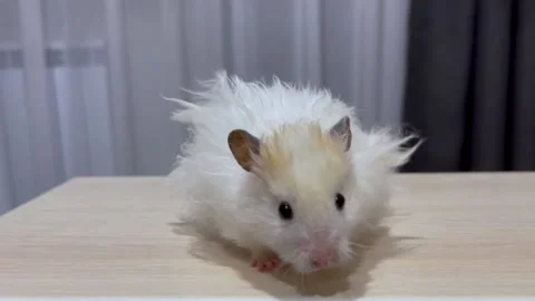 Furry syrian hamster sits on beige table on background of white curtains Stock Footage 190652618