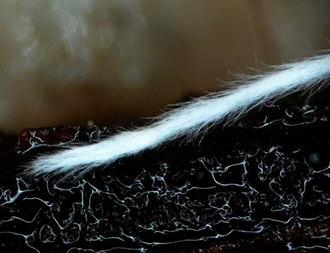 A furry tail of a microscopic mold. Stock Photos