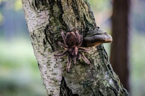 Furry tarantula alfresco walking along the tree trunk. Stock Photos