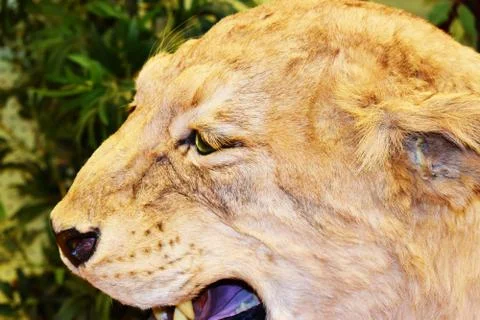 Furry upclose Snarling lion Stock Photos