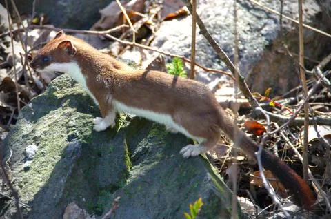 A furry weasel Stock Photos