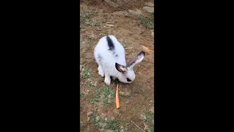 Furry White Rabbit Eating Orange Carrot on Grass Stock Footage 339619932