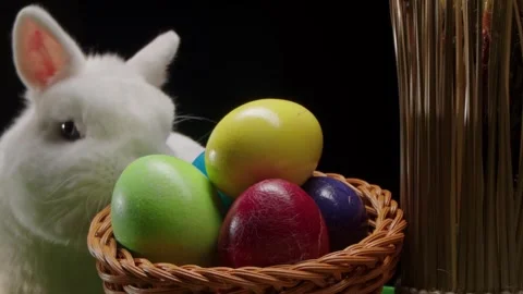 Furry white rabbit looks closely at lively Easter eggs in basket Video stock 330478897