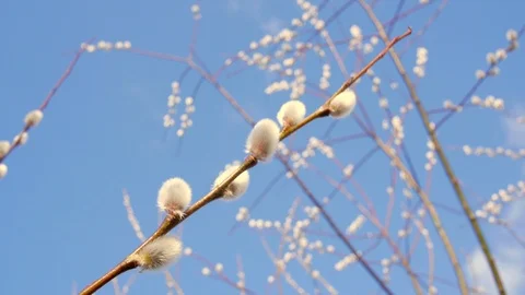 Furry Willow Catkins Stockbeeldmateriaal 98273129