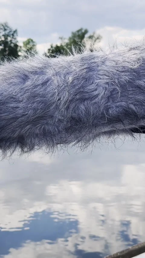 Furry Windscreen Covering Outdoor Microphone at Canoe Sprint Venue Stock Footage 345181613