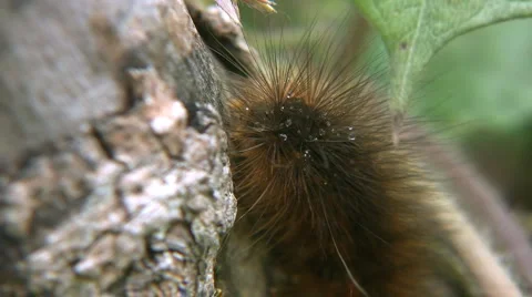 Furry worm Stock-Footage 6732117