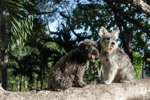 Furrys friends Foto stock