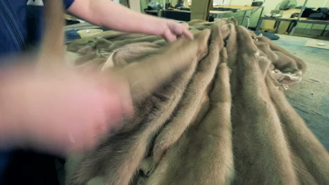 Furs of mustelids are being stroked by the hands of a factory worker Stock Footage 98697698