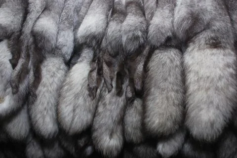 Furs of polar fox Foto stock