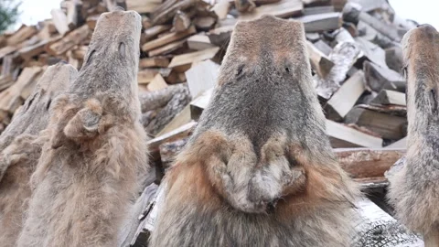 The furs will soon go to market. Stock-Footage 296086205