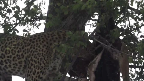 Further tearing at carcass; small chunks come free — Part 17 Stock Footage 320790211