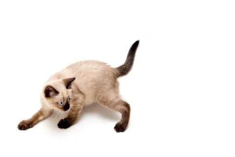 Furtive kitten Stock Photos