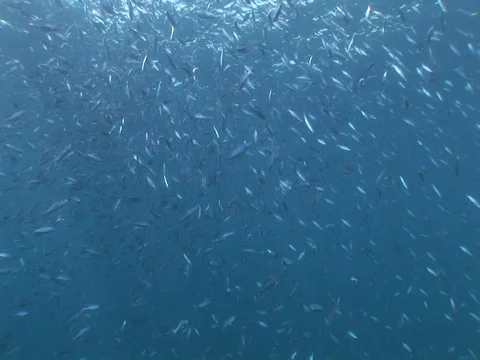 Fusalier School Stock Footage 98468968