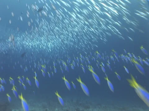 Fusalier School Stock Footage 98468970