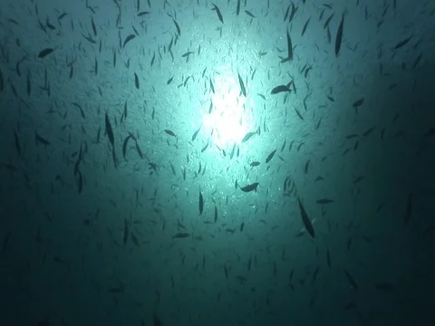 Fusalier School Stock Footage 98468985